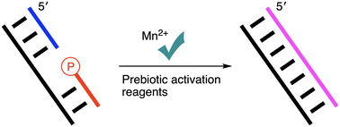 Graphical abstract: Manganese(ii) promotes prebiotically plausible non-enzymatic RNA ligation reactions