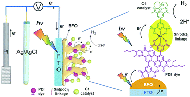 Graphical abstract: Promoting H2 generation of BiFeO3 photocathodes by a catalyst-sensitizer dyad linked with Sn(dipicolinate)2