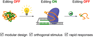 Graphical abstract: Chemical control of CRISPR/Cpf1 editing via orthogonal activation and deactivation of crosslinked crRNA