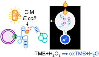 Graphical abstract: Amplification-free detection of Escherichia coli using an acidic deoxyribozyme-based paper device