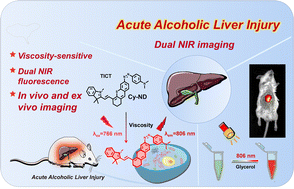 Graphical abstract: A novel dual near-infrared fluorescent probe for bioimaging and visualization of viscosity in acute alcoholic liver injury