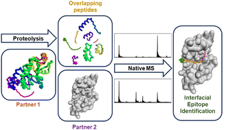 Graphical abstract: A native mass spectrometry approach to qualitatively elucidate interfacial epitopes of transient protein–protein interactions