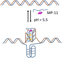 Graphical abstract: Selective binding of c-MYC G-quadruplex caged in a dsDNA by a hemopeptide