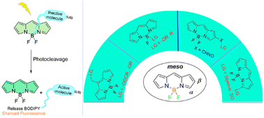 Graphical abstract: BODIPY-based photocages: rational design and their biomedical application