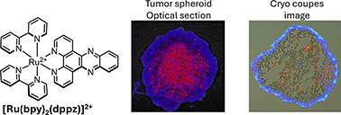 Graphical abstract: Cell viability imaging in tumor spheroids via DNA binding of a ruthenium(ii) light-switch complex