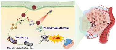 Graphical abstract: H2O2-triggered CO release based on porphyrinic covalent organic polymers for photodynamic/gas synergistic therapy