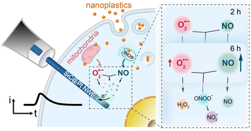Graphical abstract: Nanoelectrochemistry monitoring of intracellular reactive oxygen and nitrogen species induced by nanoplastic exposure