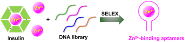 Graphical abstract: Unexpected enrichment of DNA aptamers for Zn2+ ions from an insulin selection
