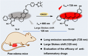 Graphical abstract: A near-infrared fluorescent probe for imaging peroxynitrite levels in paw edema mice and drug evaluation