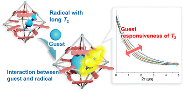 Graphical abstract: Guest-responsive coherence time of radical qubits in a metal–organic framework