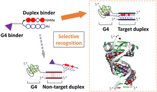 Graphical abstract: A dual DNA-binding conjugate that selectively recognizes G-quadruplex structures