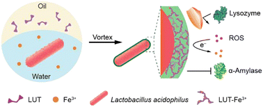 Graphical abstract: Biphasic water–oil systems for functional augmentation of probiotic Lactobacillus acidophilus nanoencapsulated in luteolin-Fe3+ shells
