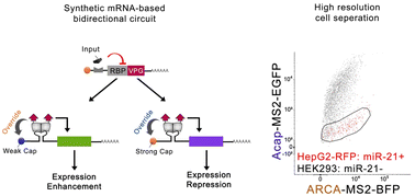 Graphical abstract: VPg-based bidirectional synthetic mRNA circuits enable orthogonal protein regulation for high-resolution cell separation