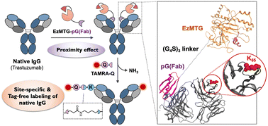 Graphical abstract: Transglutaminase-mediated proximity labeling of a specific Lys residue in a native IgG antibody