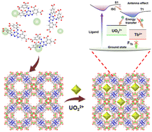 Graphical abstract: Site-recognition boosted the sensing performance of terbium-based organic frameworks for UO22+ detection