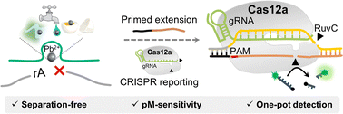 Graphical abstract: DNAzyme-activated CRISPR/Cas assay for sensitive and one-pot detection of lead contamination