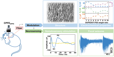 Graphical abstract: Well-modulated interfacial ion transport enables d-sorbitol/PEDOT:PSS fibers to sense brain electrophysiological signals in vivo