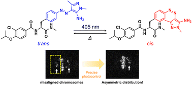 Graphical abstract: Spatiotemporal regulation of CENP-E-guided chromosomes using a fast-relaxing arylazopyrazole photoswitch