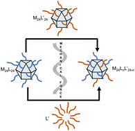 Graphical abstract: Solvent-free mechanochemistry for the preparation of mixed-ligand cuboctahedral porous coordination cages