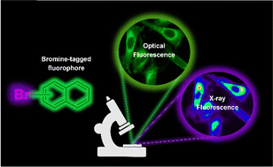 Graphical abstract: Correlative multimodal optical and X-ray fluorescence imaging of brominated fluorophores