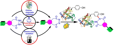 Graphical abstract: Discovery and development of tyrosine-click (Y-click) reaction for the site-selective labelling of proteins