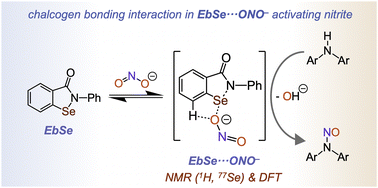 Graphical abstract: Chalcogen bonding interaction between ebselen and nitrite promote N-nitrosation of amines