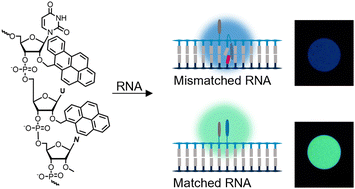 Graphical abstract: Ratiometric sandwich-type assays for RNAs with a point mutation using benzo[a]pyrene-modified probes