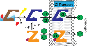 Graphical abstract: β-Carboline-based light and pH dual stimuli-responsive ion transporters induce cancer cell death