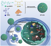 Graphical abstract: Self-assembly of enzymes and prodrugs with clickable amino acids for nucleus-targeted cancer therapy