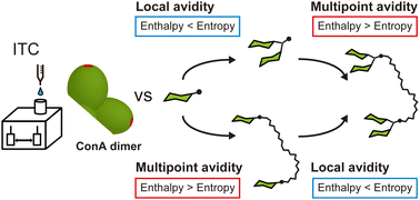 Graphical abstract: Quantification of thermodynamic effects of carbohydrate multivalency on avidity using synthetic discrete glycooligomers