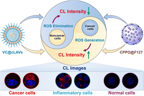 Graphical abstract: Pathological biopsy strategy by regulating intracellular ROS to precisely differentiate cancer cells from diseased tissues