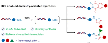 Graphical abstract: Isothiocyanate intermediates facilitate divergent synthesis of N-heterocycles for DNA-encoded libraries