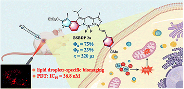 Graphical abstract: Heavy-atom-free triplet benzothiophene-fused BODIPY derivatives for lipid droplet-specific biomaging and photodynamic therapy