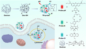 Graphical abstract: Ternary recognition fluorescent probe for lysosome acidification counter-ion studies via Cl−, K+, and pH