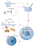 Graphical abstract: Sensitive subcellular scale and real-time detection of hydrogen peroxide by a W-doped Pt microelectrode