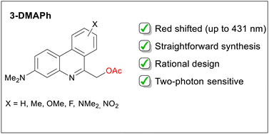 Graphical abstract: Red-shifted two-photon-sensitive phenanthridine photocages: synthesis and characterisation