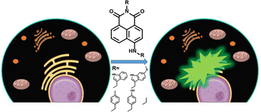 Graphical abstract: A naphthalimide-based fluorescent platform for endoplasmic reticulum targeted imaging