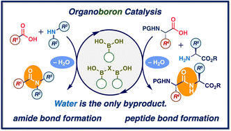 Graphical abstract: Organoboron catalysis for direct amide/peptide bond formation