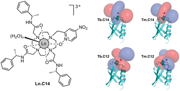 Graphical abstract: A lanthanide tag for a complementary set of pseudocontact shifts