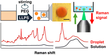 Graphical abstract: Highly sensitive Raman measurements of protein aqueous solutions using liquid–liquid phase separation