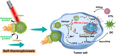 Graphical abstract: A near-infrared light-driven Janus nanomotor for deep tumor penetration and enhanced tumor immunotherapy