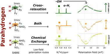 Graphical abstract: Identifying routes for transferring spin polarization from parahydrogen to protic solvents