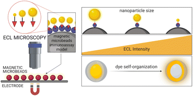 Graphical abstract: Dye self-organization in doped silica nanoparticles increases the electrochemiluminescence emission in magnetic bead-based assays