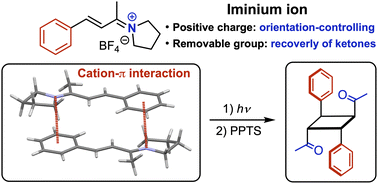 Graphical abstract: Solid-state [2+2] photodimerization of eniminium salts: stereoselective syntheses of 1,3-diacetylcyclobutanes