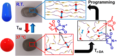 Graphical abstract: Synthesis of body temperature-triggerable dynamic liquid crystal elastomers using Diels–Alder crosslinkers