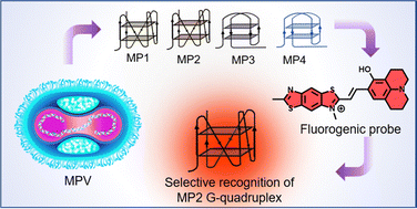 Graphical abstract: Identification and detection of conserved G-quadruplex in monkeypox virus using conformation specific fluorogenic probe