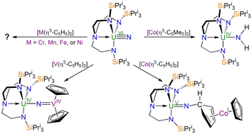 Graphical abstract: Reactivity of a triamidoamine terminal uranium(vi)-nitride with 3d-transition metal metallocenes