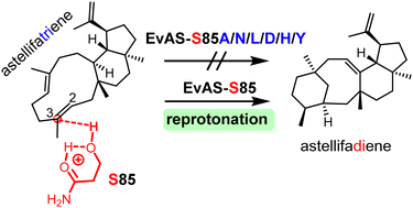 Graphical abstract: Serine 85 functions as a catalytic acid in the reprotonation process during EvAS-catalyzed astellifadiene biosynthesis