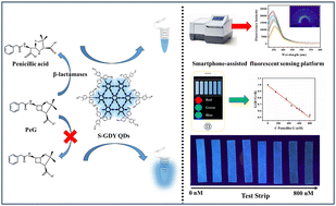 Graphical abstract: Innovative fluorescence sensing platform for β-lactams based on acidity/basicity-sensitive graphdiyne quantum dots