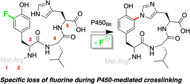 Graphical abstract: Loss of fluorine during crosslinking by the biarylitide P450Blt proceeds due to restricted peptide orientation